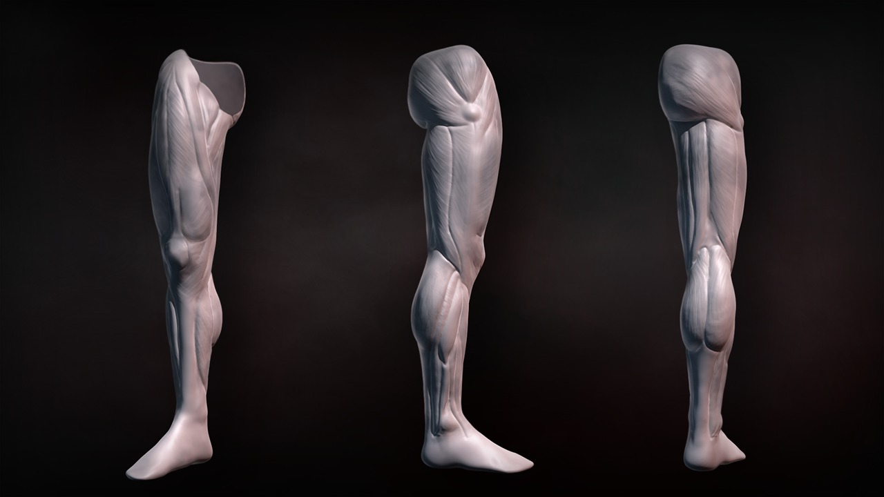 Sculpting Human Legs in ZBrush from Pluralsight | Course by Edvicer
